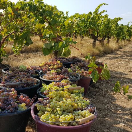 1544295756img20170910wa0004