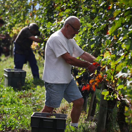 brana producteur 21 10