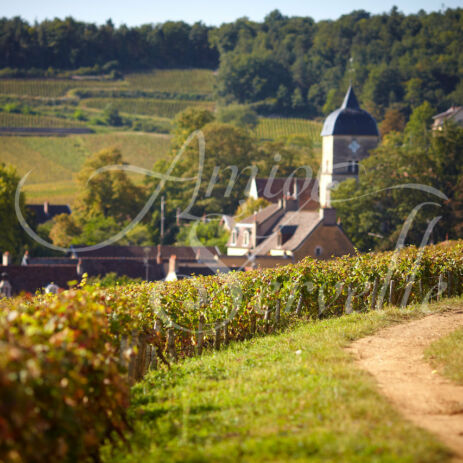 chambolle musigny 12