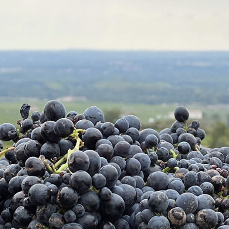 domaine anita2