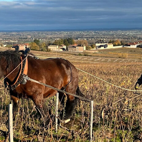 domaine anita3