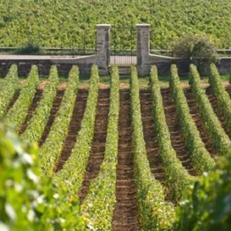 domaine capueno ferreri4