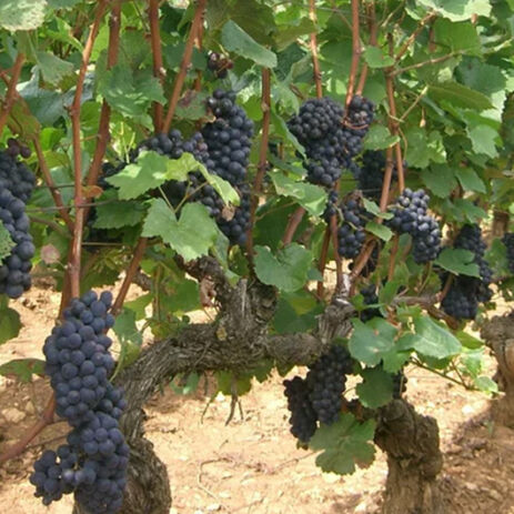 domaine capueno ferreri5