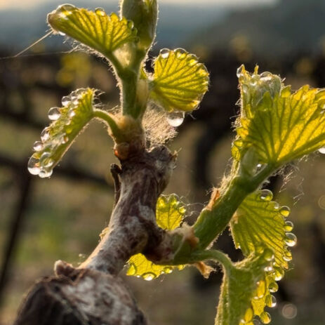 domaine escaravaille 5