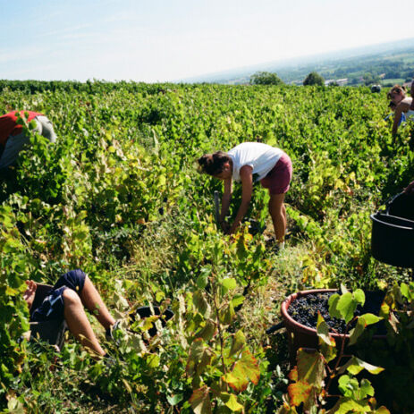 domaine jean foillard beaujolais