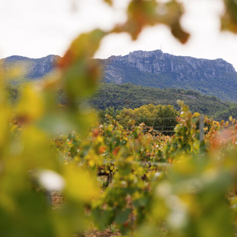 domaine la gayolle 4