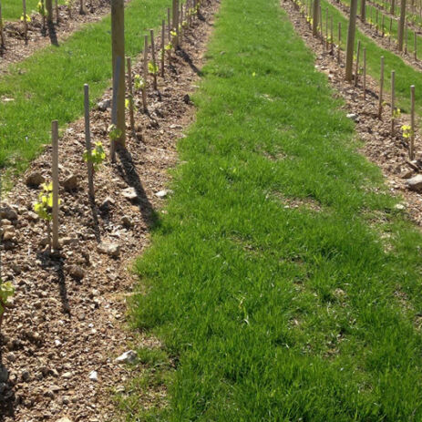 domaine pichat 3
