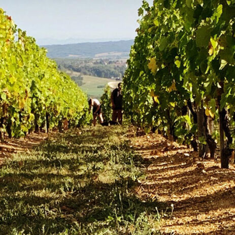 domaine pichat 4