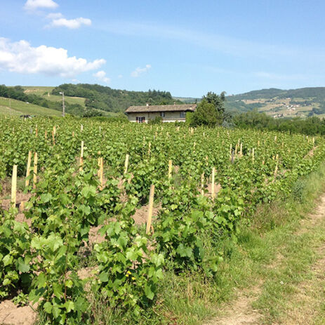 jean foillard vendanges 3
