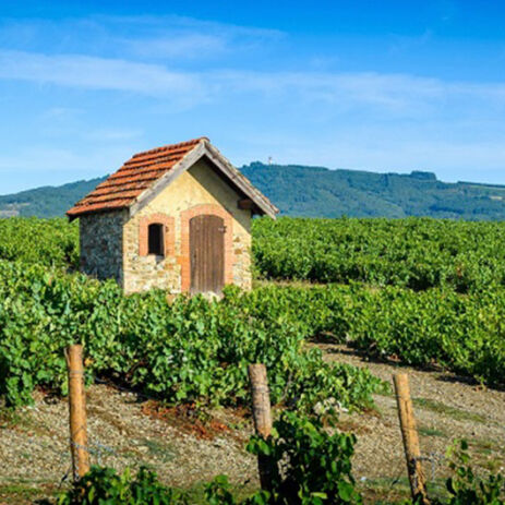 jean foillard vendanges 4