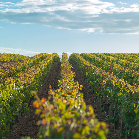 paysage vignes 875x466