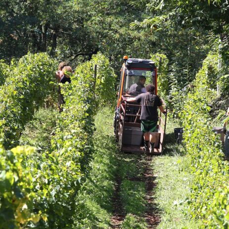 vendanges irouleguy domaine brana photo emilie drouineau12971426