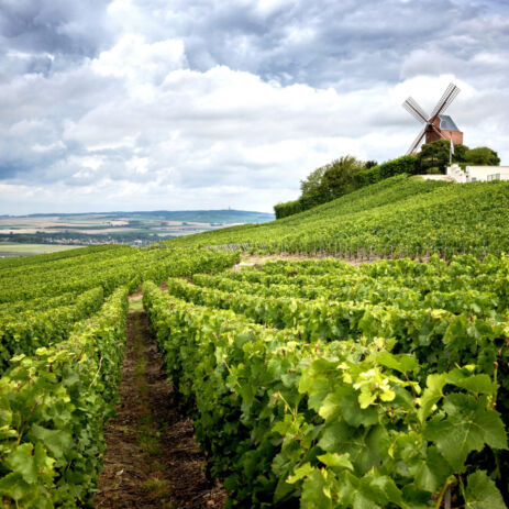 vigne cecdric parpette