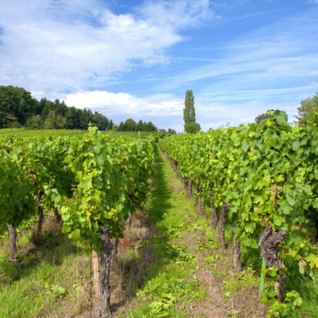 vigne cecdric parpette2