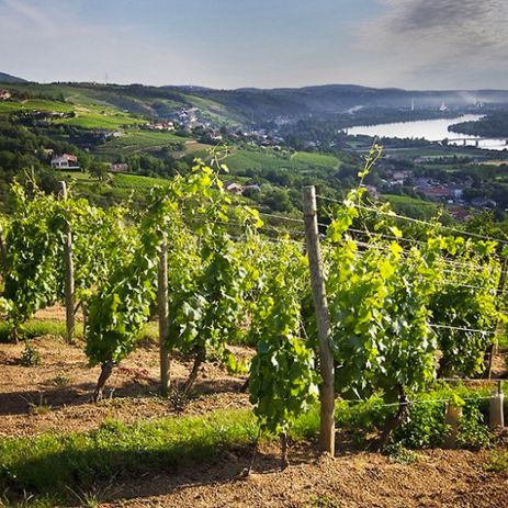 vignes