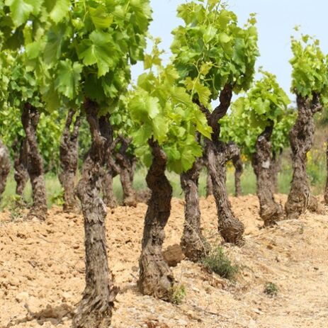 vignes de la terrasse delise