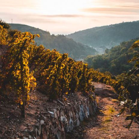 vignes2