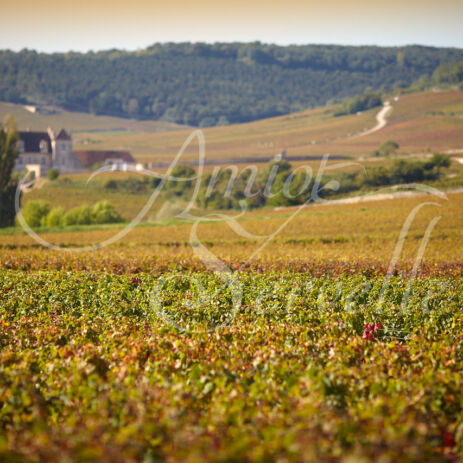 vignoble 31