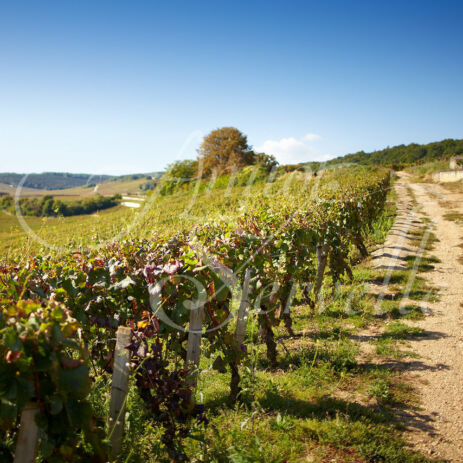vignoble 32