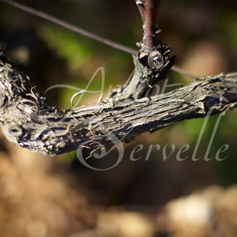 vignoble 59